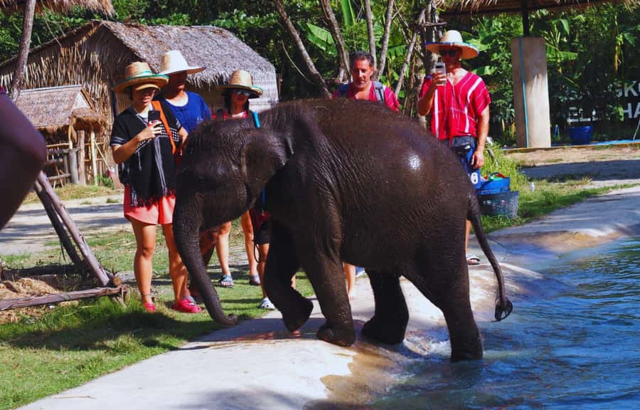 Bangkok Highlights: Ethical Elephant Care and Buffet Lunch - Photos and Small Extras: Why the Memories Feel Easy