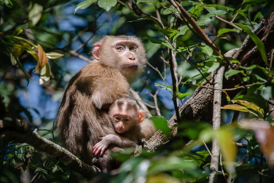 Bangkok: Khao Yai Nature Trails & Heaw Suwat Waterfall - Haew Suwat Waterfall: The Beach Icon, Without the Swim