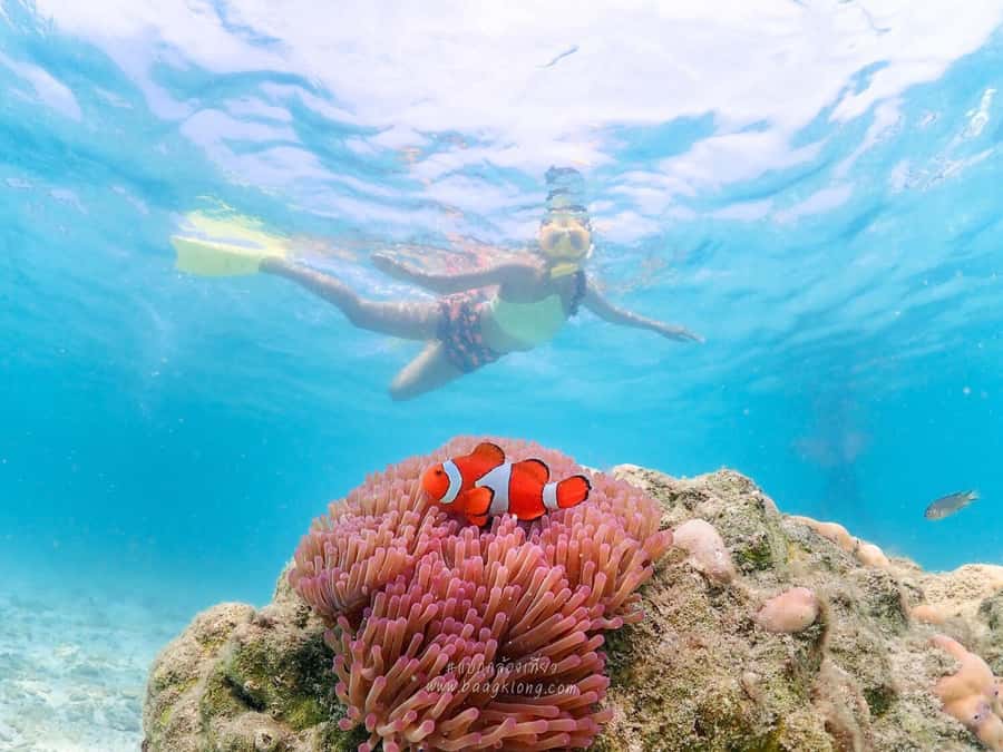 Bangkok: Nemo Island Day Trip with Drone Photos and Lunch - Key Things Worth Knowing Before You Go