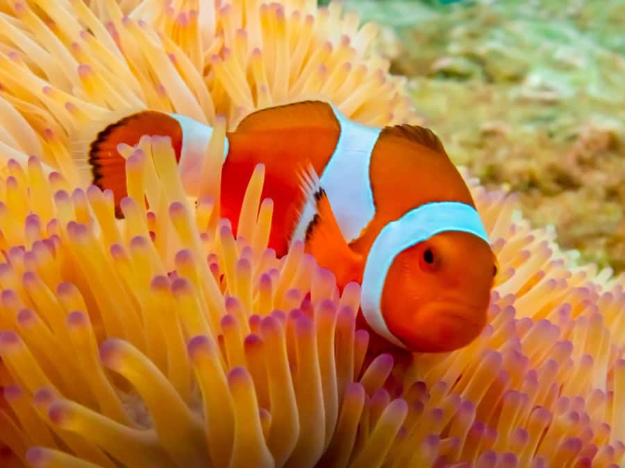 Bangkok: Nemo Island Day Trip with Drone Photos and Lunch - From Bangkok Pickup to the Samae San Islands: How the Day Really Moves