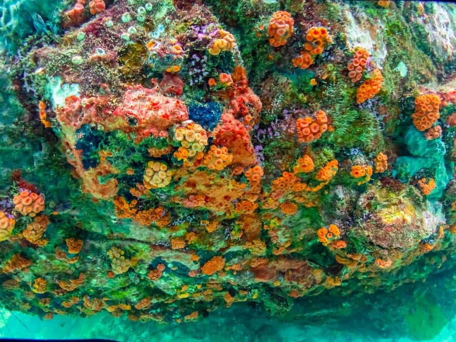 Bangkok: Nemo Island Day Trip with Drone Photos and Lunch - Snorkeling That’s Designed for Sightings: 3 Meters vs 6 Meters