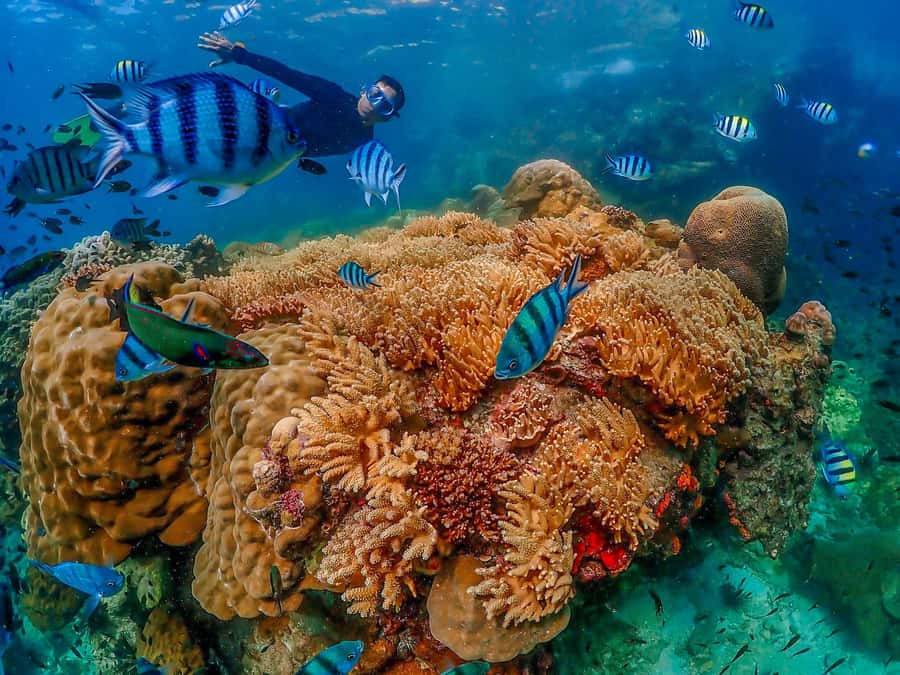 Bangkok: Nemo Island Day Trip with Drone Photos and Lunch - Boat Ride Comfort: Small Speedboat, Big Memories