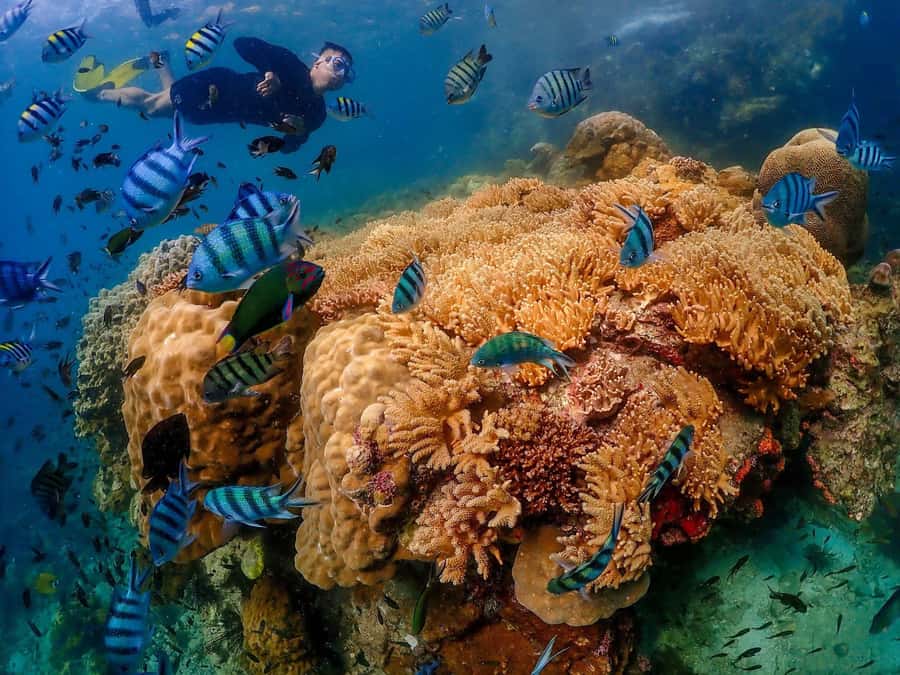 Bangkok: Nemo Island Day Trip with Drone Photos and Lunch - Price and Value: Is $109 Fair for an 11-Hour Nemo Day?