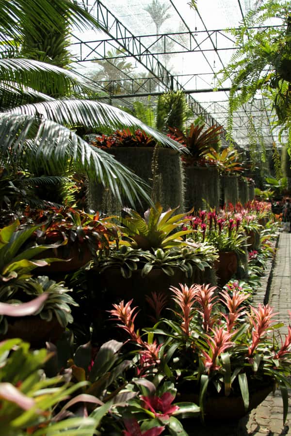 Bangkok: Nong Nooch Garden - Nong Nooch Tropical Botanical Garden: Big Gardens, Clear Reasons to Go