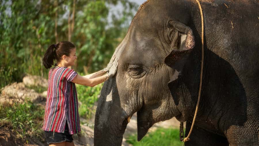 Bangkok: Pattaya Elephant Jungle Sanctuary Half-Day Tour - Quick takeaways