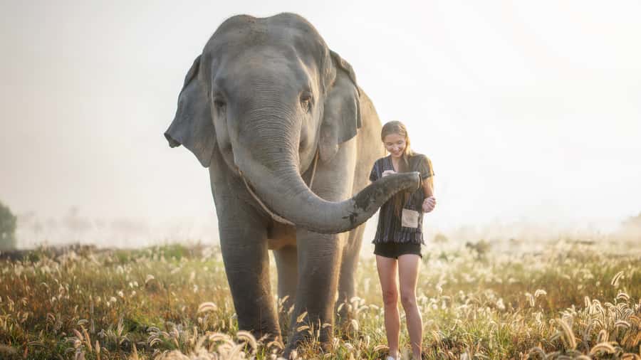 Bangkok: Pattaya Elephant Jungle Sanctuary Half-Day Tour - Bangkok to Pattaya: Why This Trip Feels Like Half-Day, Not Really