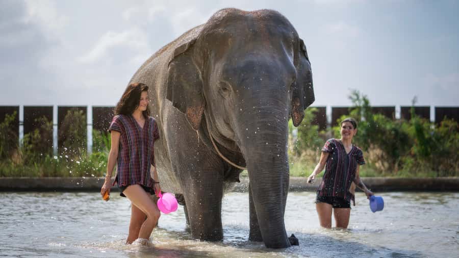 Bangkok: Pattaya Elephant Jungle Sanctuary Half-Day Tour - Food, Snacks, and the End-of-Activity Reset