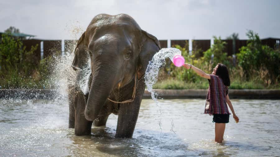 Bangkok: Pattaya Elephant Jungle Sanctuary Half-Day Tour - Who This Tour Fits Best (and Who Should Rethink It)