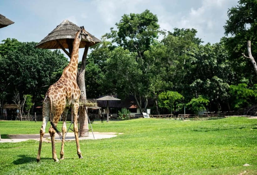 Bangkok/Pattaya: Khao Kheow Zoo Private Tour with Pickup - Entering Khao Kheow From Bangkok or Pattaya Without the Usual Headaches