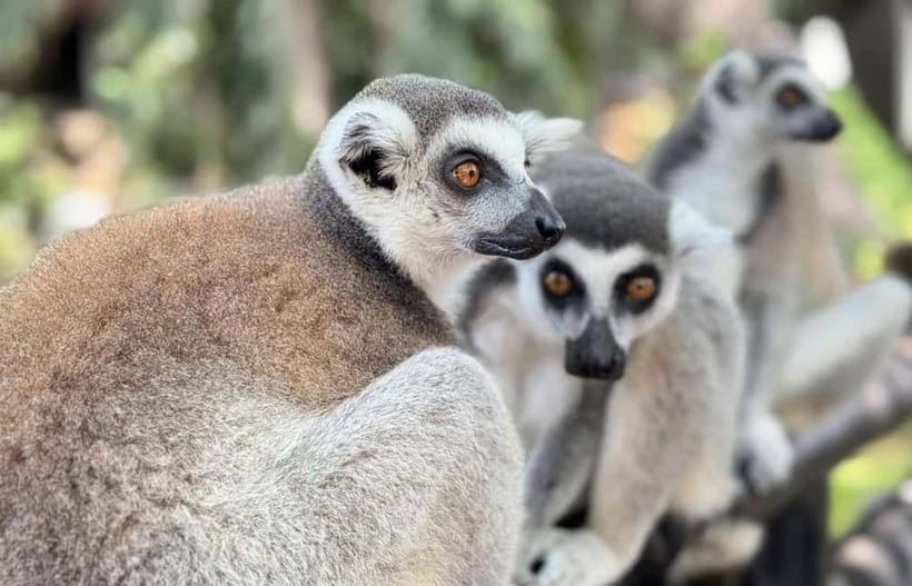 Bangkok/Pattaya: Khao Kheow Zoo Private Tour with Pickup - How the 6-Hour Day Typically Feels (and How to Use It Smartly)