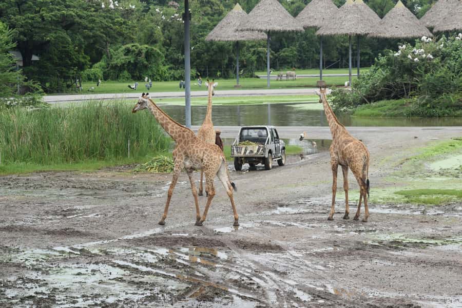 Bangkok Safari & Marine Park - Safari World from your car: the drive-through thrill that makes the day