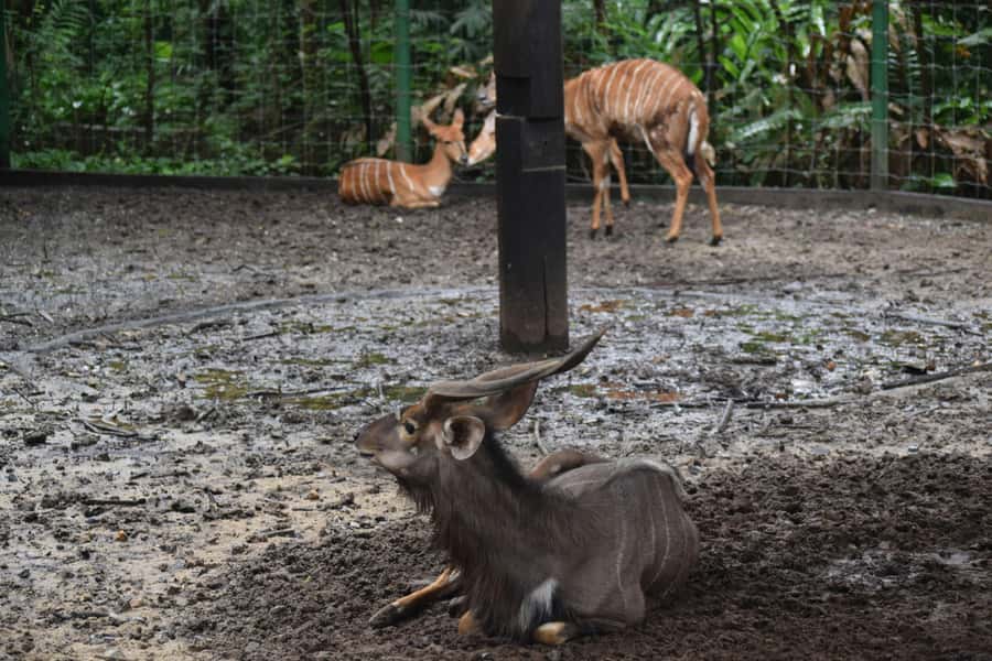 Bangkok Safari & Marine Park - Inside Safari World: lions, tigers, giraffes, and interactive moments