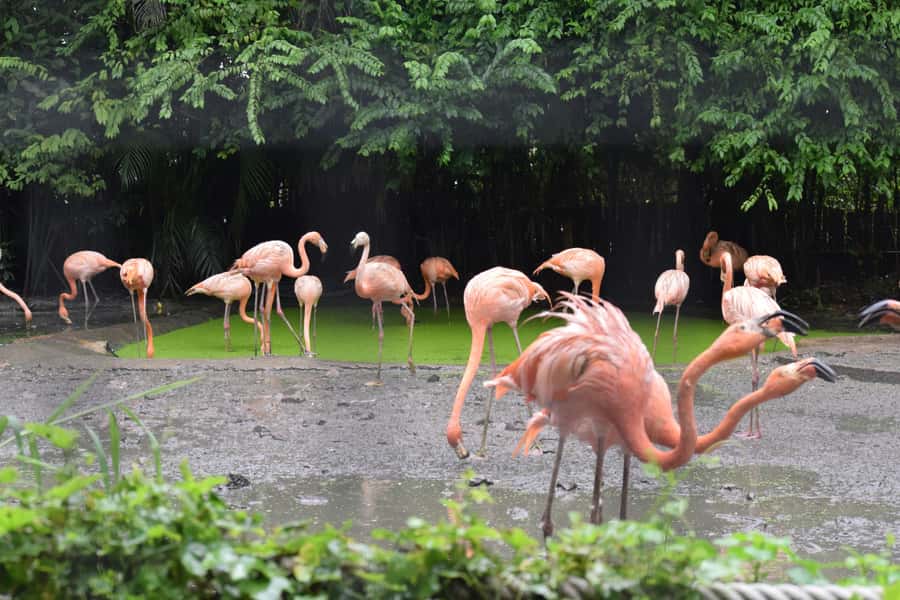 Bangkok Safari & Marine Park - Food and comfort: what to do if your group has picky eaters