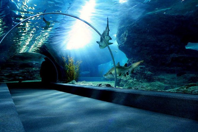 Bangkok SEA LIFE & Madame Tussauds Combo with Hotel Transfers - Price and Value: Is $95.71 a Good Deal?