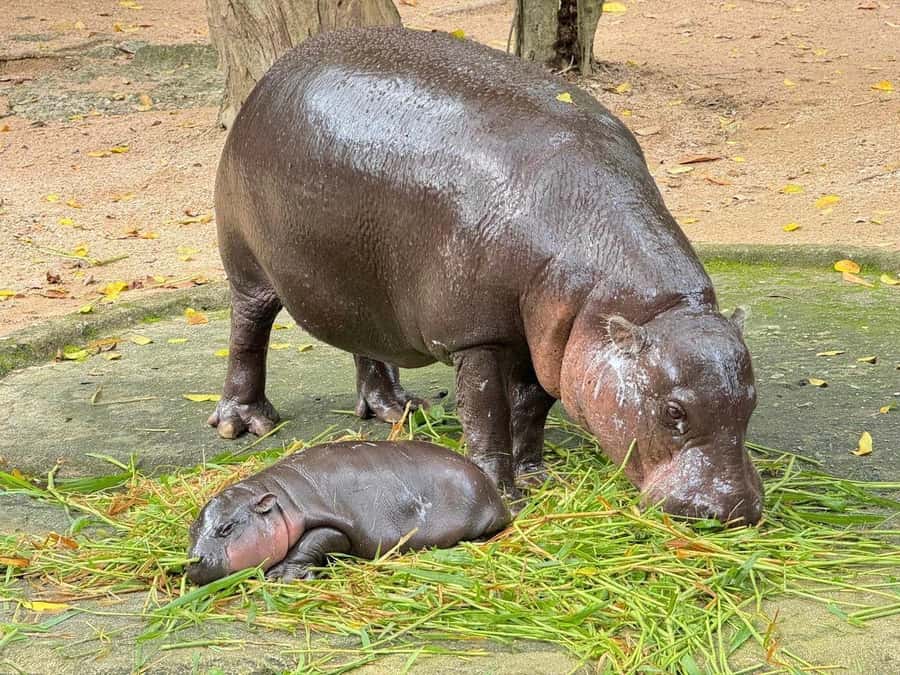 Bangkok to Moo Deng: Private Transfer To Khao Kheow Zoo - Bangkok to Moo Deng Without the Logistics Headache