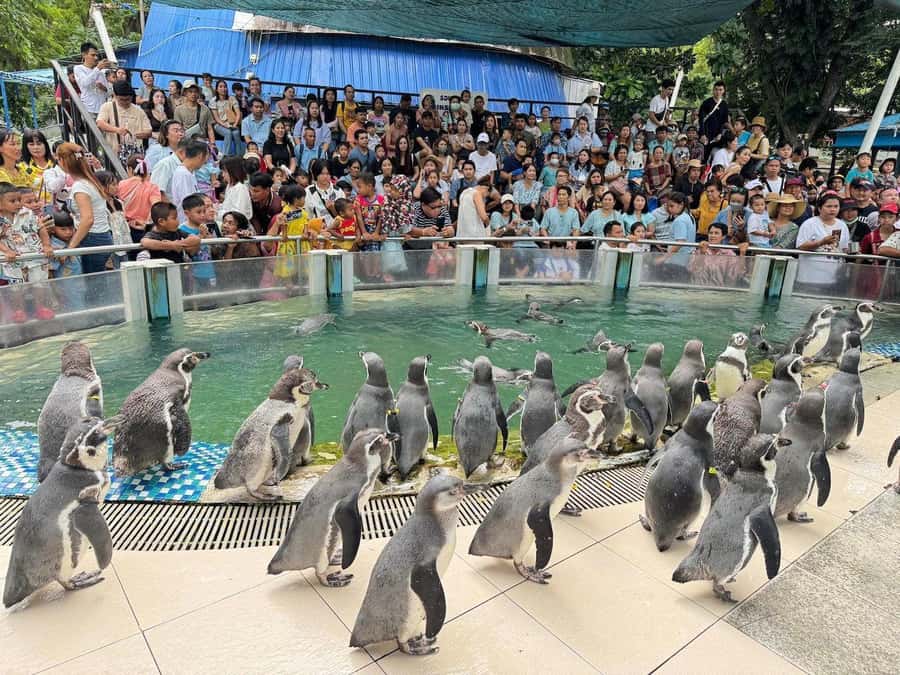 Bangkok to Moo Deng: Private Transfer To Khao Kheow Zoo - Arriving at Khao Kheow Open Zoo: Open Enclosures, Easy Flow