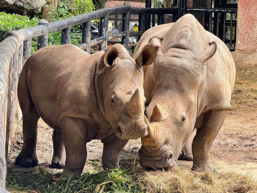 Bangkok to Moo Deng: Private Transfer To Khao Kheow Zoo - Who This Moo Deng Day Trip Fits Best