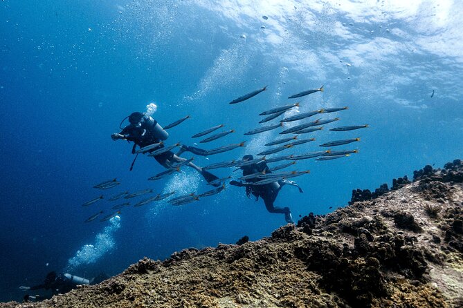 Basic Diver ( One Day Experience) - SSI Try Scuba on Koh Tao: What This Day Really Delivers