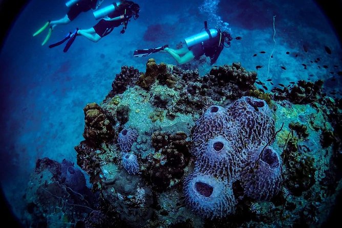Basic Diver ( One Day Experience) - Pickup, Mobile Ticket, and Realistic Planning