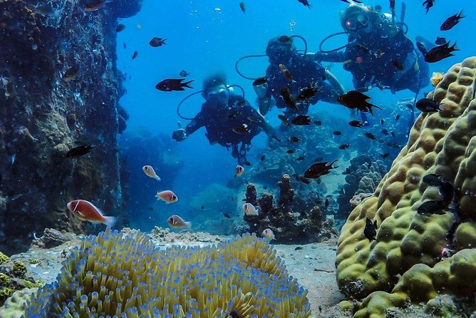 Basic Diver ( One Day Experience) - Price and Value: Is $127.18 a Good Deal for First-Timers?