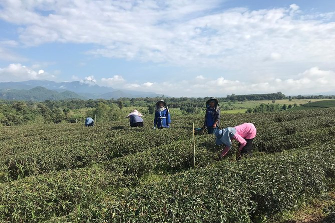 Best 2-Day: Explore Chiang Rai Landmarks from Chiang Mai, Private Trip - Transport and Comfort: The Air-Conditioned Minivan Advantage