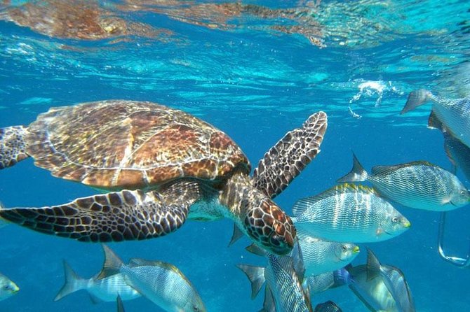 Best Seller - Surin Islands Snorkeling Trip from Khao Lak - Key Things That Make This Surin Trip Work