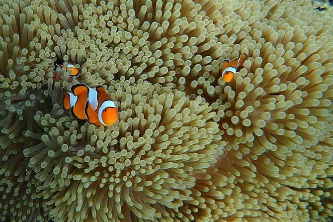 Best Seller - Surin Islands Snorkeling Trip from Khao Lak - The Real Star: Snorkeling Stops Around Chong Khat Bay and Mu Ko Surin