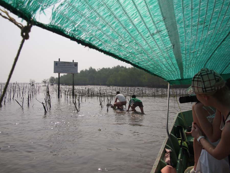 BKK :Meet monkey, mangrove forest, seafood& market -private - Should You Book This Private Day Trip?