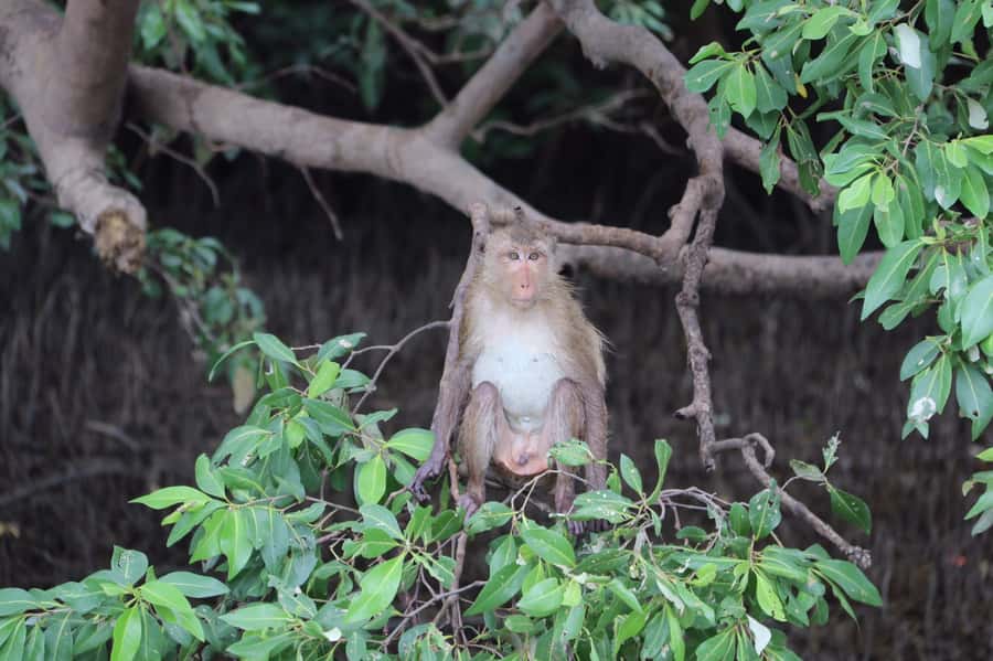 BKK :Meet monkey, mangrove forest, seafood& market -private - Price and Value: Is $177 Per Person Reasonable?