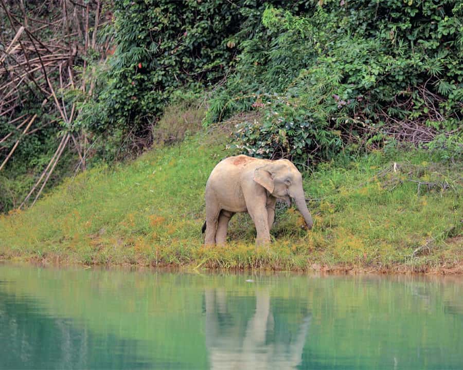 Cheow Larn Lake - Hiking - Cave Explore - Wildlife Safari - Lunch at The Laguna Chiewlarn: Thai set lunch plus time to cool off