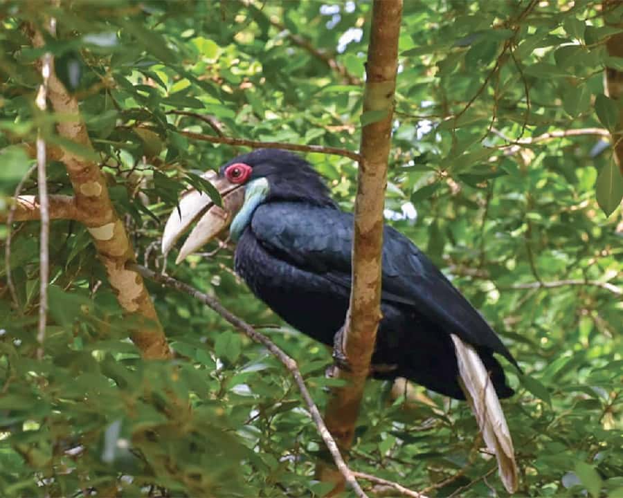 Cheow Larn Lake - Hiking - Cave Explore - Wildlife Safari - Klong Seang National Park jungle walk: beautiful, but take the elephant advisory seriously
