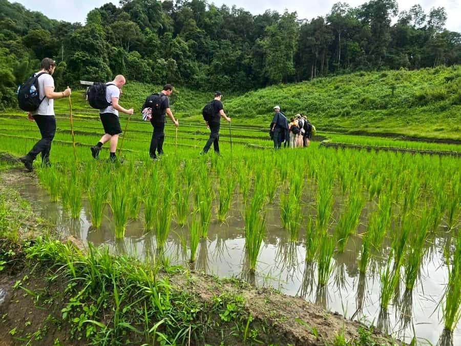 Chiang Mai: 1-Day Jungle Trekking in the Doi Inthanon Area - Waterfalls and lunch: the reset your legs will thank you for