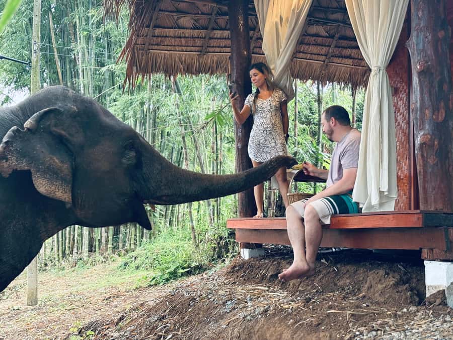Chiang Mai 2-Day: Good Morning Elephant & Overnight Homestay - Pon Elephant Thailand: Meeting the Elephants the Right Way