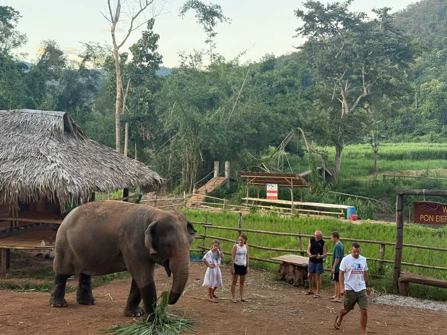 Chiang Mai 2-Day: Good Morning Elephant & Overnight Homestay - From Chiang Mai to Mae Wang Valley: The Van Ride You’ll Actually Enjoy