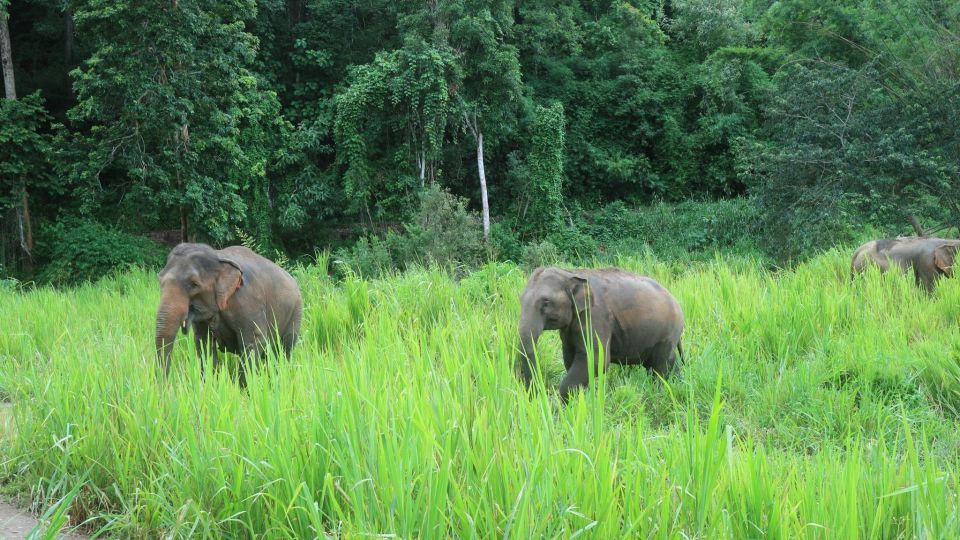 Chiang Mai: 2-Day Jungle Trek with Elephant Farm & Raft Ride - Day two trek and the return to Chiang Mai by late afternoon