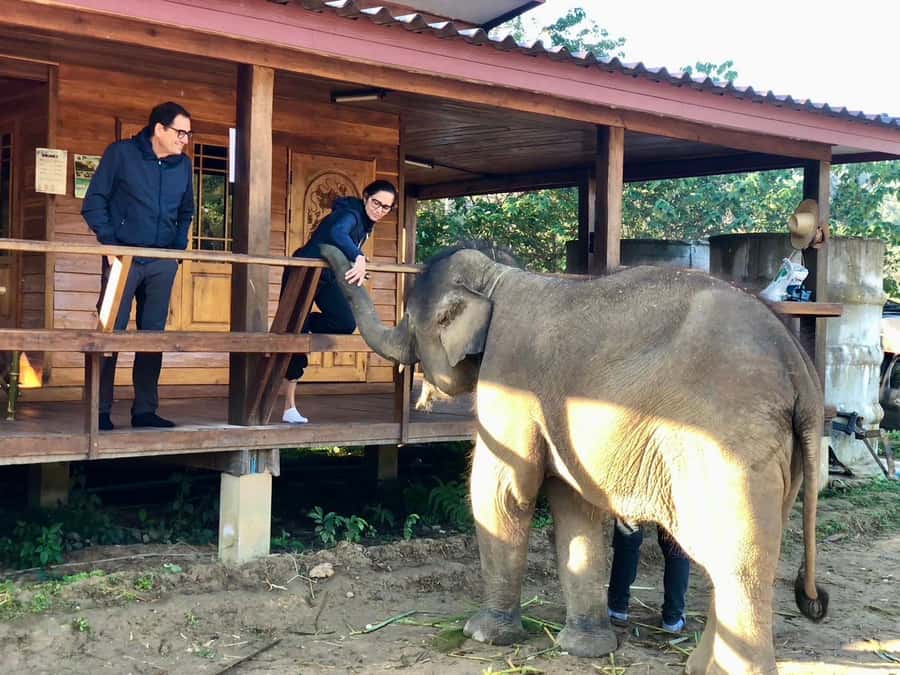 Chiang Mai: 2-Day Tour with Rafting, Elephants, and Waterfall - Day 1 jungle trek: waterfalls, swim breaks, and real jungle facts