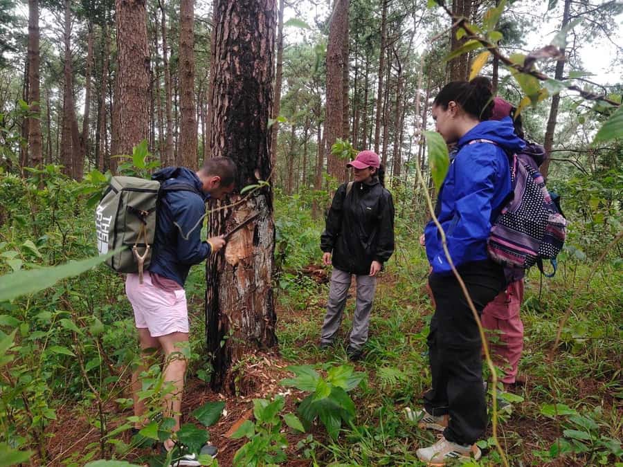 Chiang Mai: 2 Days, 1 Night Non-Tourist Trek - Day One Hiking: The Secret Jungle Trek and the 3–4 Hour Forest Stretch