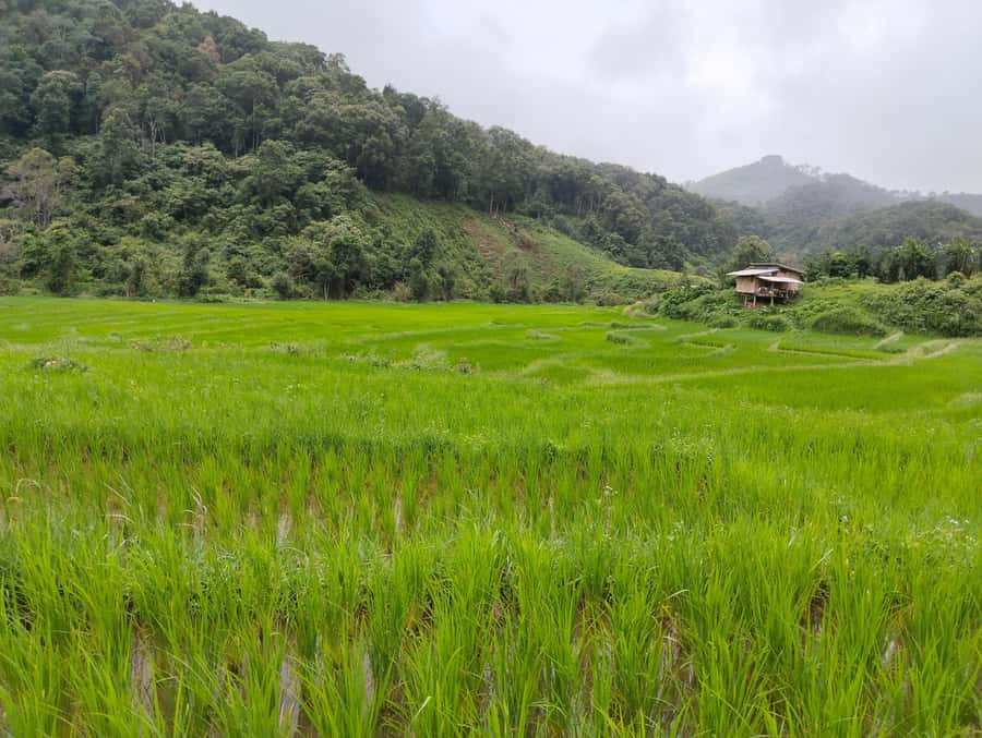 Chiang Mai: 2-Days Chiang Mai Amazing Trek - Why a 2-Day Chiang Mai Trek Feels Different