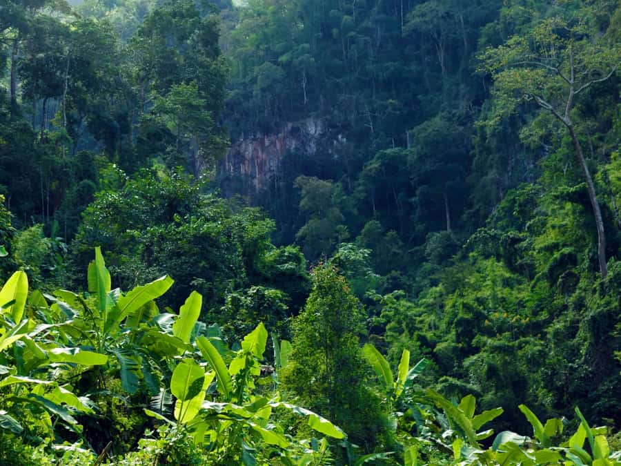 Chiang Mai: 3-Day Karen Hill Tribe Immersion with Trekking - Meals, plant knowledge, and why cooking with herbs changes the whole trip
