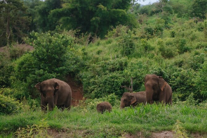 Chiang Mai 4 in 1 : 2 days - 1 Nights. Elephants Camp + Adventure - Temple of Elephants: what “4 in 1” really means in practice