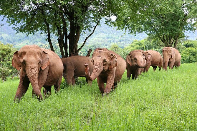 Chiang Mai ATV White Water Rafting and Elephant Sanctuary Full-Day Trip - How This Full-Day Chiang Mai Combo Actually Works