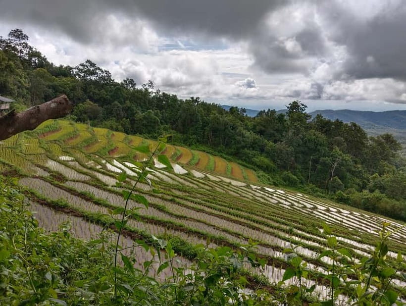 Chiang Mai Authentic Trekking - After lunch: hill-tribe farms and crops you might recognize