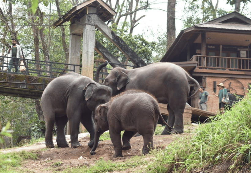 Chiang Mai: Bamboo Rafting with Hotel Transfers - Final verdict: should you book this Chiang Mai bamboo rafting tour?