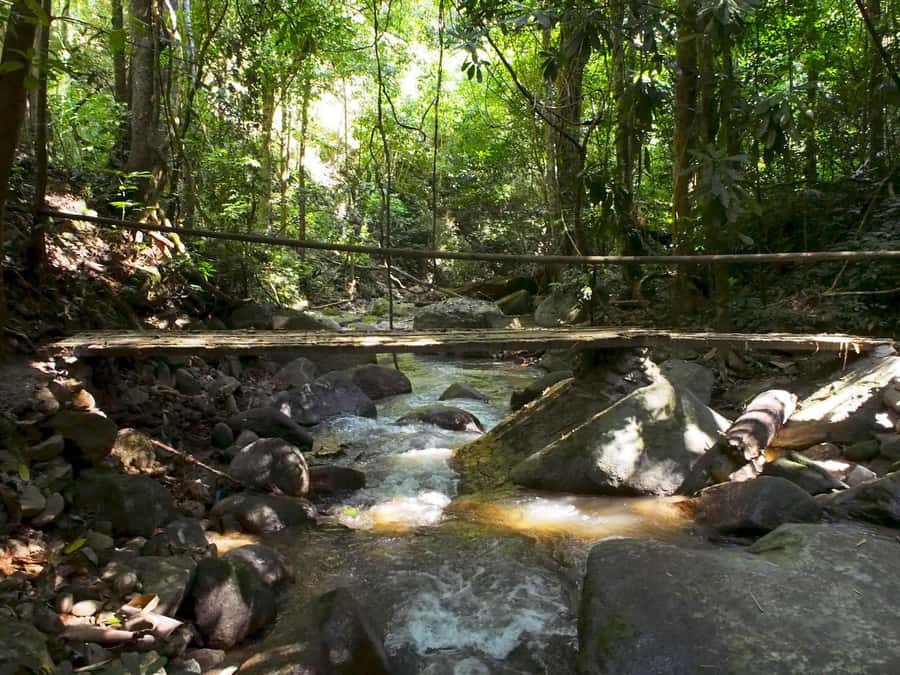 Chiang Mai: Chiang Dao Caves and Jungle Trek with Lunch - The 6 km Jungle Trek With 21 River Crossings (and Why It’s the Star)