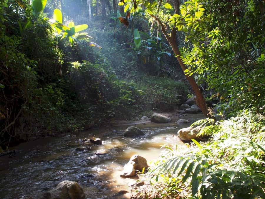 Chiang Mai: Chiang Dao Caves and Jungle Trek with Lunch - Midday Pace: Lunch Decisions During or After the Hike