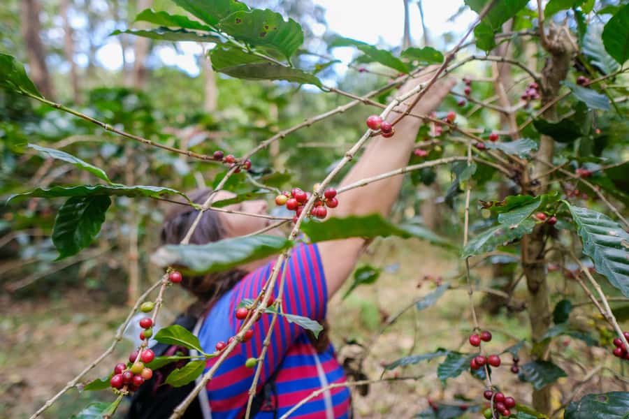 Chiang Mai Coffee Full Day Tour: Trek, Brew & Roast Journey. - The 4WD mountain ride: fast views, real forest access