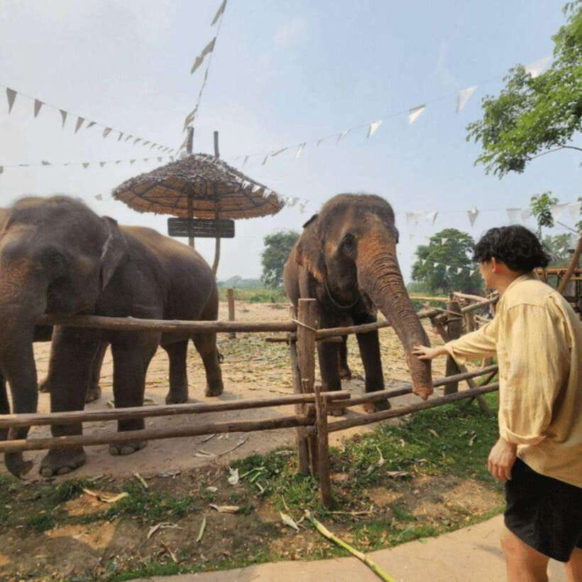 Chiang Mai: Dantewada ,Wat Ban Den Temple & Cafe Elephant - Elephant Café: coffee, photos, and ethical elephant viewing