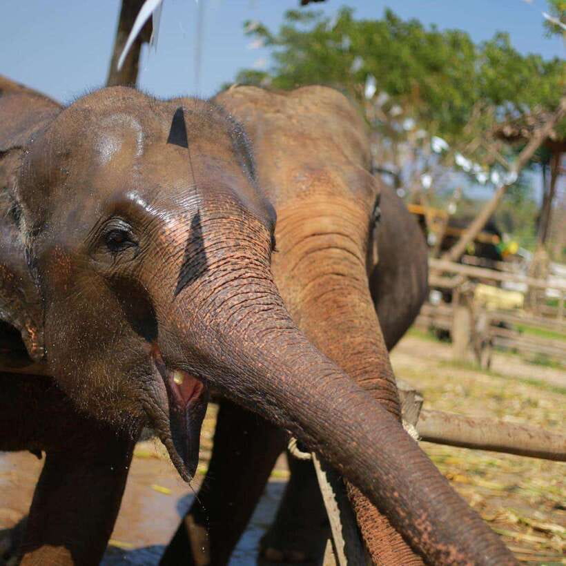 Chiang Mai: Dantewada ,Wat Ban Den Temple & Cafe Elephant - Optional add-ons: when your schedule can breathe