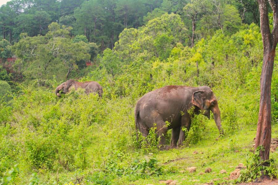 Chiang Mai: Day for Elephant Observation Only Half-day Trip - Key things that make this trip worth your time