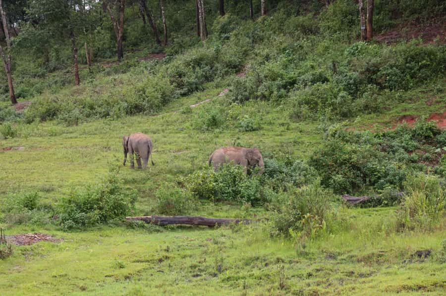 Chiang Mai: Day for Elephant Observation Only Half-day Trip - Vitamin workshop and medicine-ball style feeding